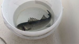 European Bass (Seabass)
