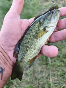 Largemouth Bass
