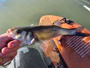 European Bass (Seabass)