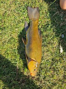 Tench