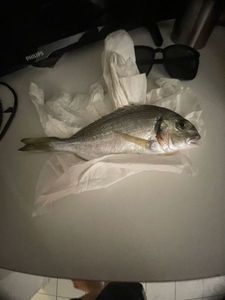 Gilthead Seabream
