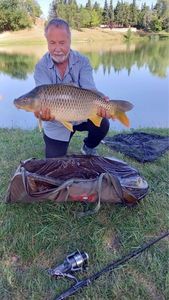 Common Carp