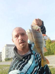 European Perch