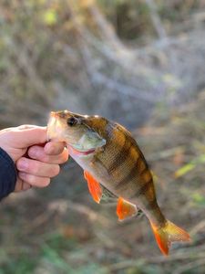 European Perch