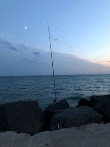 Gilthead Seabream