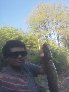 Northern Pike