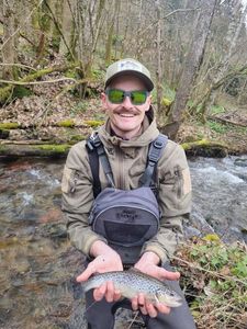 Brown Trout