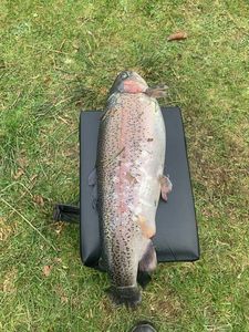 Rainbow Trout