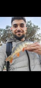European Perch