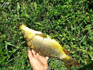 Common Carp