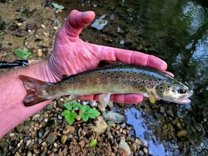 Brown Trout