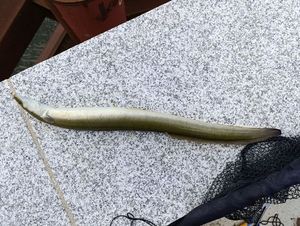 European Eel (Common Eel)
