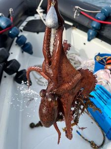 Common Octopus