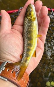 Brown Trout