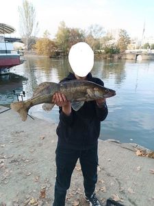 Zander