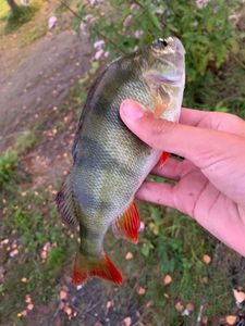 European Perch
