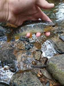 Brown Trout