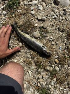 Rainbow Trout