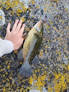 Ballan Wrasse