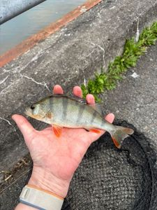 European Perch