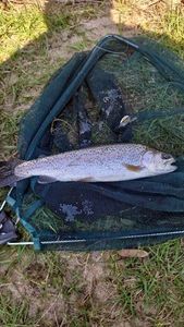 Rainbow Trout