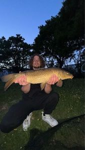 Common Carp