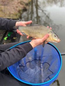 Tench