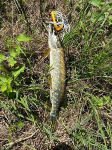 Northern Pike