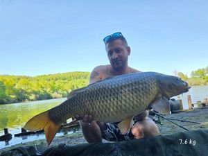 Common Carp
