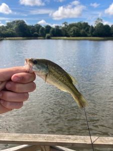 Largemouth Bass
