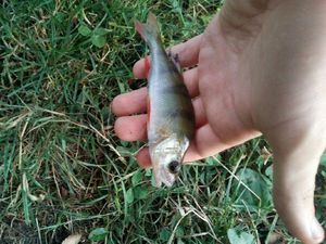 European Perch