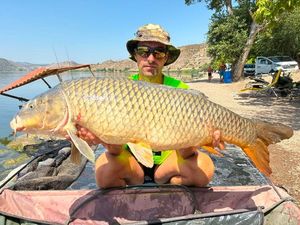 Common Carp