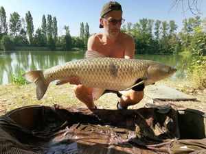 Grass Carp