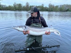 Sturgeon