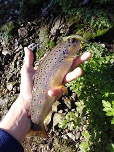 Brown Trout