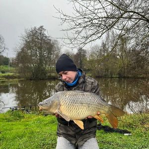 Common Carp