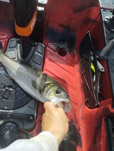 European Bass (Seabass)