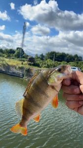European Perch