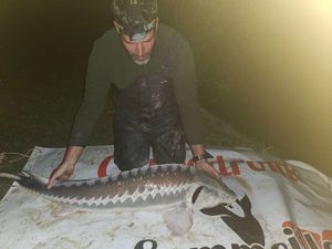 Sturgeon