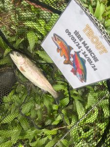 Rainbow Trout