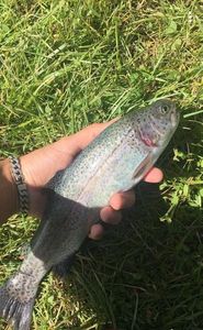 Rainbow Trout