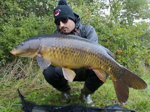 Common Carp