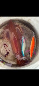 European Squid