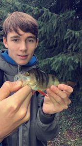 European Perch