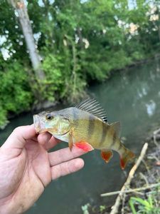 European Perch
