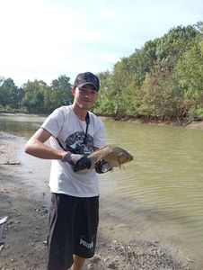 Crucian Carp