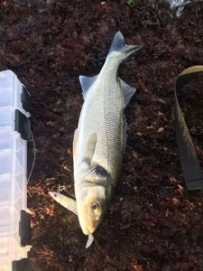 European Bass (Seabass)