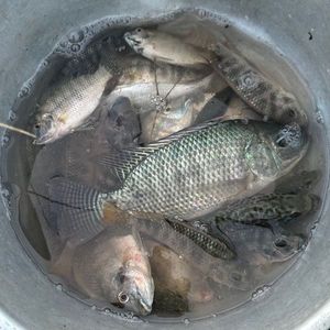 African Pompano
