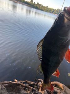 European Perch
