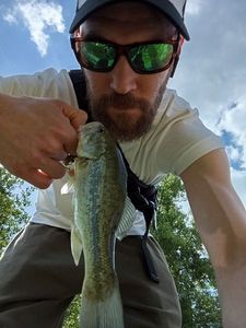 Largemouth Bass